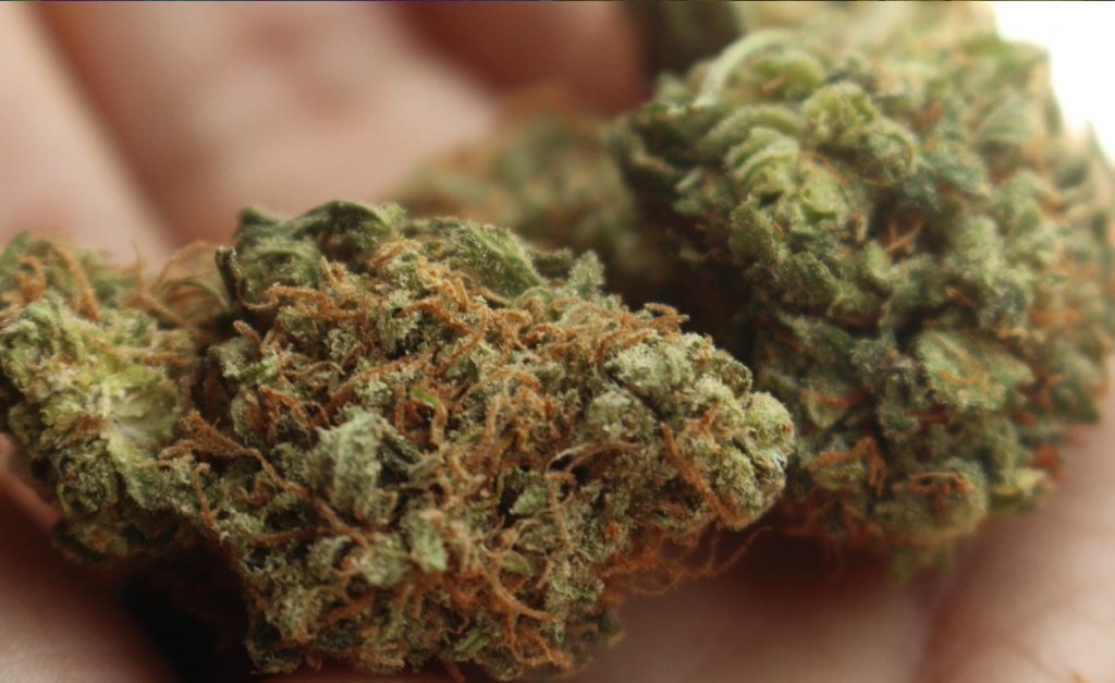 CBD Flower and THC Flower buds